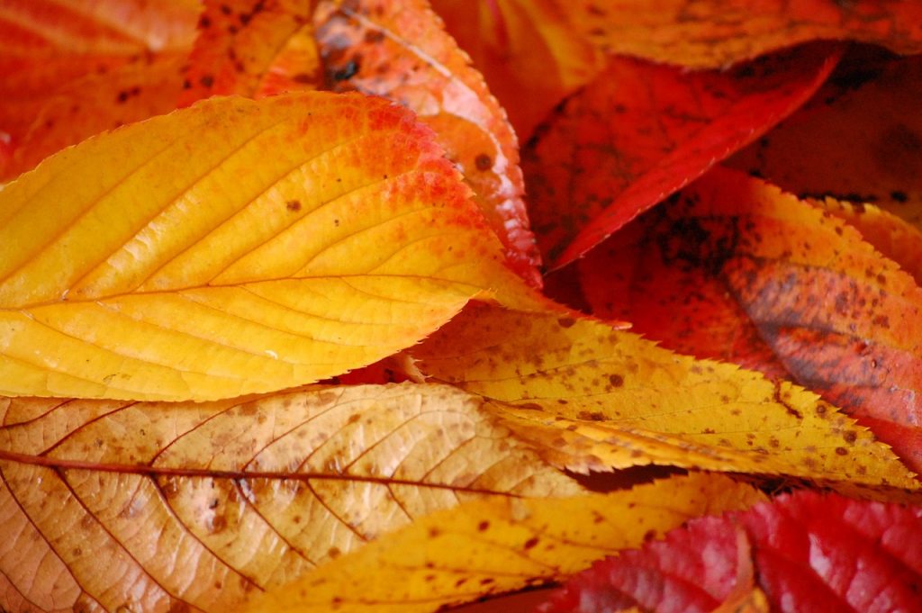 bures, automne, couleurs